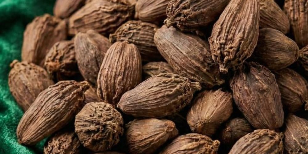 WhatsApp Image 2026-01-19 at 5.14.54 PM